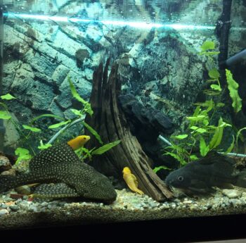 Fische sicher umsiedeln: Aquarium mit Pflanzen, Wurzeln und Fischen