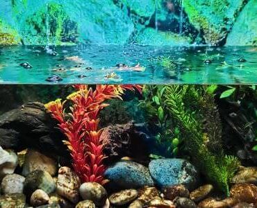 Aquarium mit Korallen und bunten Fischen – Fische sicher umsiedeln