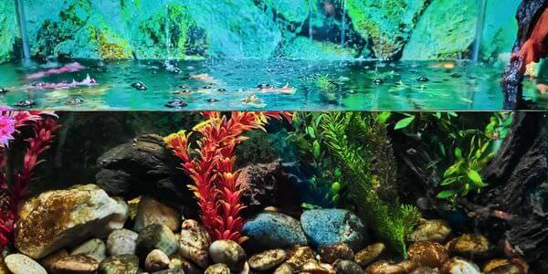 Aquarium mit Korallen und bunten Fischen – Aquarium-Umzug Cottbus