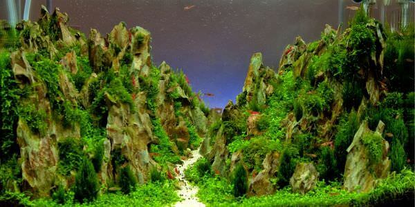 Aquarium mit Felslandschaft und Pflanzen – Umzug mit Aquarium in Cottbus