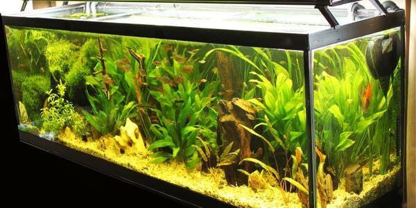 Aquarium-Umzug Cottbus: Längliches Aquarium mit grünen Wasserpflanzen