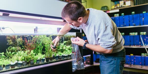 Mann versorgt Aquarienpflanzen vor einem Aquarienregal – Umzug mit Aquarium in Cottbus